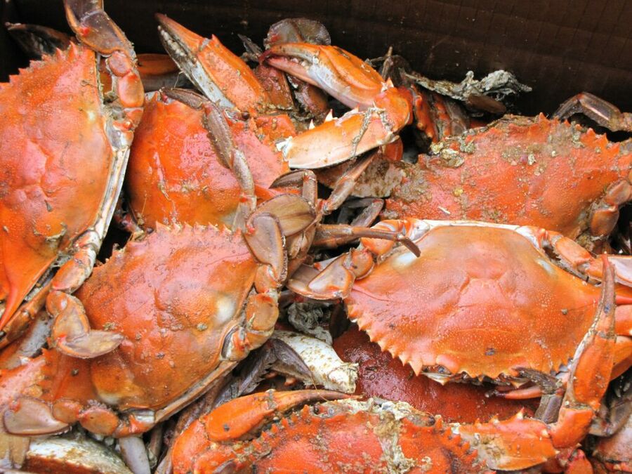 Low Carb King Crab Meat Options Low Carb King Crab Meat Options